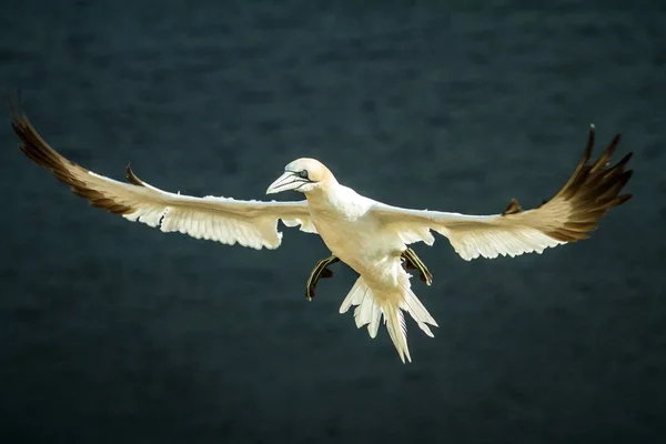 Basstölpel Morus Bassanus Basstölpel Flug Schottland Vogelkolonie Schöne Vögel Brutvögel — Stockfoto