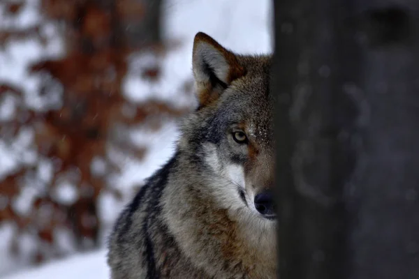 美丽的狼 藤条狼疮 在冬天 狼在雪的风景 有吸引力的冬天场面与狼 美丽的冬天风景 狼在森林 冬天风景与大食肉动物 — 图库照片