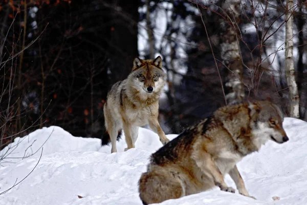 Dva Vlci Canis Lupus Zimě Vlky Běží Sníh Atraktivní Zimní — Stock fotografie