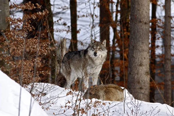 Krásná Vlk Canis Lupus Zimě Vlk Zasněžené Krajině Atraktivní Zimní — Stock fotografie