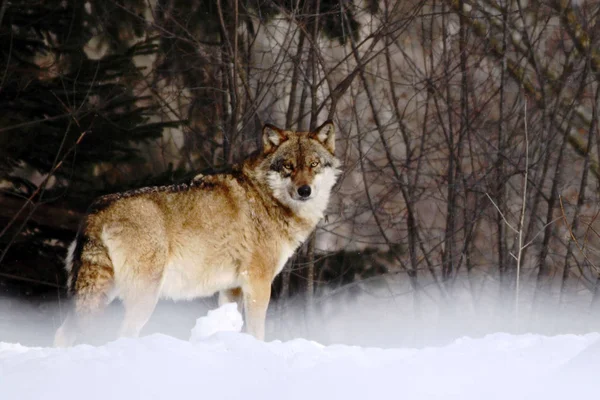 Gyönyörű Farkas Canis Lupus Téli Havas Tájon Wolf Vonzó Téli — Stock Fotó