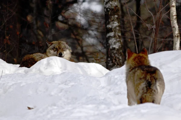 Δύο Λύκοι Canis Lupus Χειμώνα Λύκοι Τρέξιμο Στο Χιόνι Ελκυστική — Φωτογραφία Αρχείου