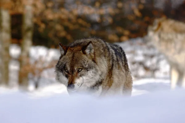 Gyönyörű Farkas Canis Lupus Téli Havas Tájon Wolf Vonzó Téli — Stock Fotó