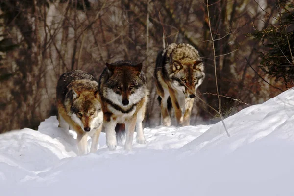 Meute Loups Canis Lupus Hiver Loups Courant Dans Neige Belle — Photo
