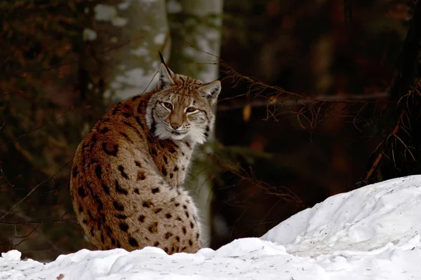 Krásný Lynx Lynx Zasněžené Krajině Atraktivní Zimní Scéna Velkou Kočku — Stock fotografie