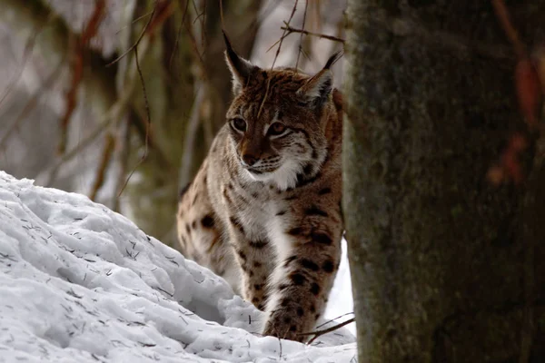 Όμορφη Lynx Χειμώνα Λυγξ Στο Χιονισμένο Τοπίο Όμορφο Χειμωνιάτικο Σκηνικό — Φωτογραφία Αρχείου