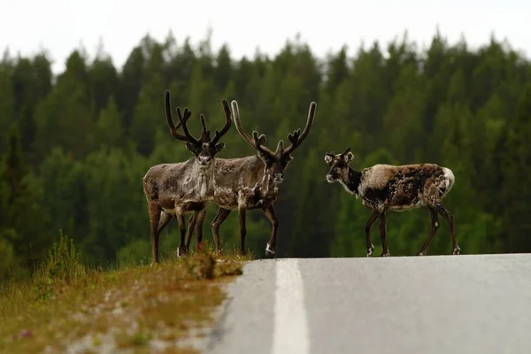 İki Ren geyiği erkek ve kadın tundra içinde Dovrefjell Milli Parkı, Noway, yol, yeşil bitki ve ağaçlar arka planda, yaban hayatı sahne büyük boynuzları ile memeli (Rangifer tarandus)