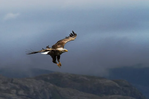 オジロワシに乗る前に飛行中の魚 ノルウェー Haliaeetus アマオブネ フィヨルドと背景の雲と大きな爪と雄大な海鷲自然から野生動物のシーン — ストック写真