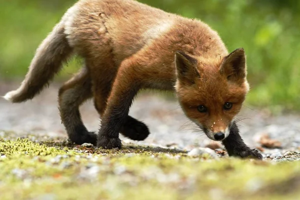 Υπέροχο Κόκκινη Αλεπού Cub Vulpes Vulpes Δίπλα Στο Den Στο — Φωτογραφία Αρχείου