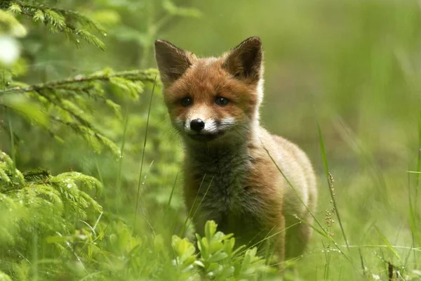 Ovely Red Fox Cub Vulpes Vulpes Naast Den Het Gras — Stockfoto