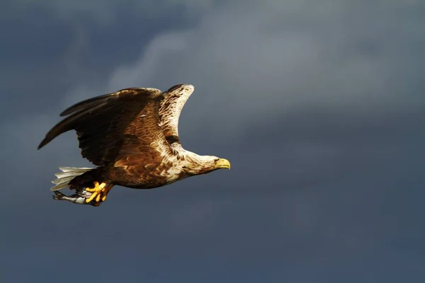 White Tailed Eagle Flight Caught Fish Sea Norway Haliaeetus Albicilla — Stock Fotó
