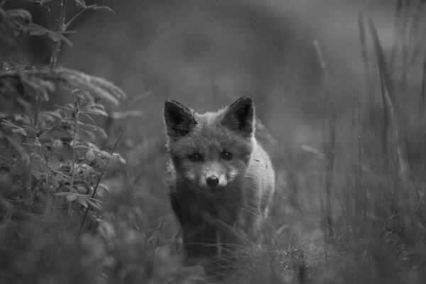 Ovely Red Fox cub Vulpes vulpes next to den in the grass in european spring forest staring directly at the camera. Norway