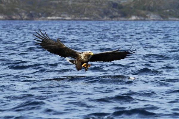 Kuyruklu Kartal Deniz Norveç Haliaeetus Albicilla Yüzeyi Yaban Hayatı Sahne — Stok fotoğraf