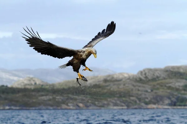 オジロワシ海 ノルウェー Haliaeetus アマオブネから釣った魚のフライトで 雄大な海ワシの大きな爪で魚と空と野生動物のシーンの背景で Flord — ストック写真