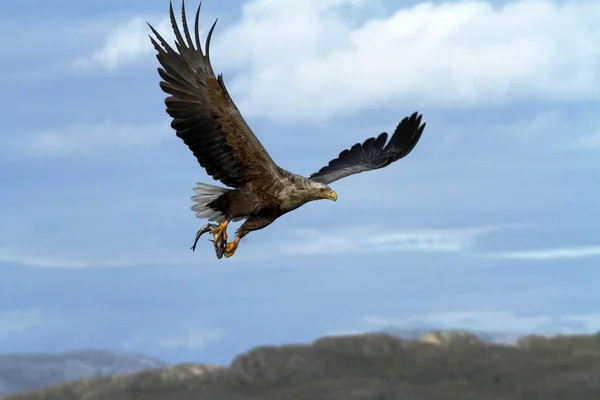 Seeadler Flug Mit Gefangenen Fischen Aus Dem Meer Norwegen Haliaeetus — Stockfoto