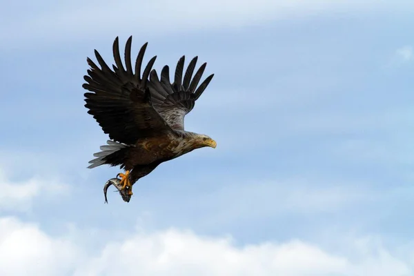 White Tailed Eagle Flight Caught Fish Sea Norway Haliaeetus Albicilla — Stock Fotó