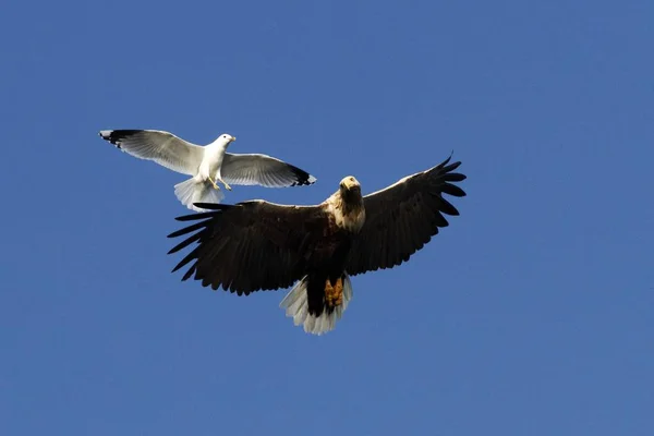 Kuyruklu Kartal Uçuş Martı Norveç Haliaeetus Albicilla Mavi Gökyüzü Arka — Stok fotoğraf