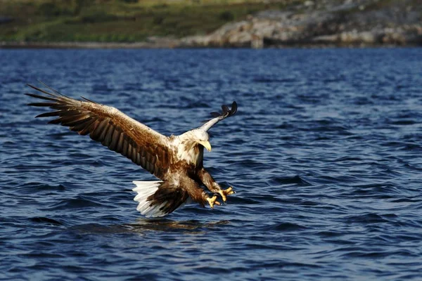 Kuyruklu Kartal Deniz Norveç Haliaeetus Albicilla Yüzeyi Yaban Hayatı Sahne — Stok fotoğraf