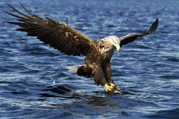 Águila Cola Blanca Vuelo Cazando Peces Del Mar Noruega Haliaeetus — Foto de Stock