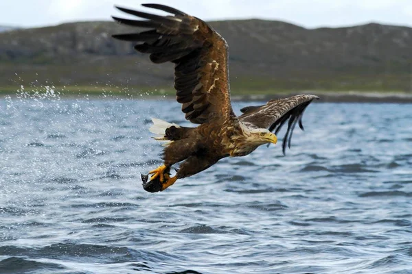ノルウェー Haliaeetus アマオブネ 魚飛ぶ海 雄大な海ワシ 野生動物シーン以上のワシからだけ取り出されている魚のワシのオジロワシ — ストック写真