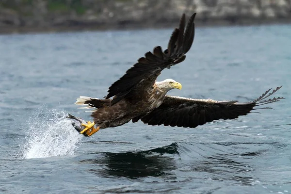 ノルウェー Haliaeetus アマオブネ 魚飛ぶ海 雄大な海ワシ 野生動物シーン以上のワシからだけ取り出されている魚のワシのオジロワシ — ストック写真