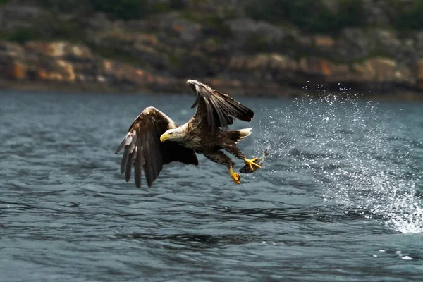 Білохвостий Орел Польоті Орел Рибою Яку Щойно Вирвали Води Норвегія — стокове фото