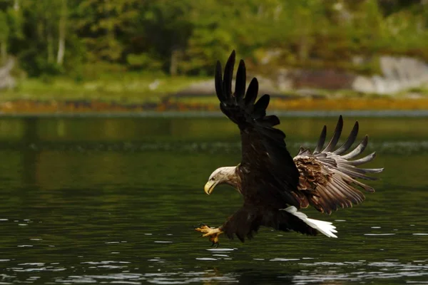Águila Cola Blanca Vuelo Cazando Peces Del Mar Noruega Haliaeetus —  Fotos de Stock