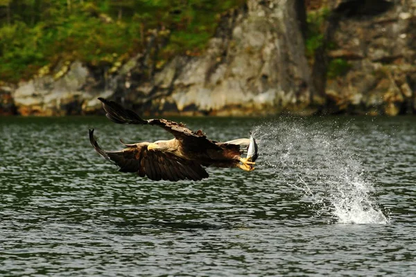Белохвостый Орел Полете Орел Рыбой Которая Вырвана Воды Норвегия Haliaeetus — стоковое фото
