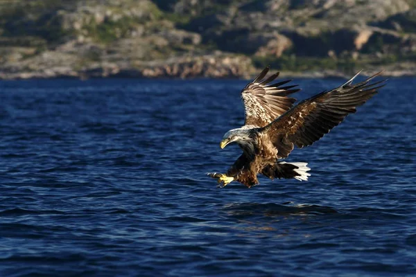 Θαλασσαετός Στην Πτήση Κυνήγι Ψάρια Από Θάλασσα Νορβηγία Πιο Σπάνιο — Φωτογραφία Αρχείου