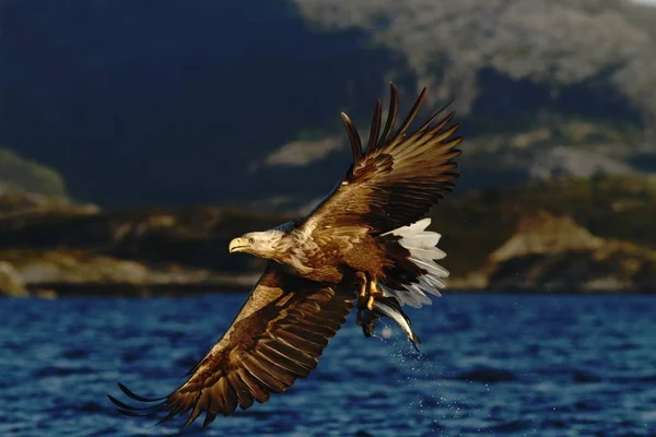 ノルウェー Haliaeetus アマオブネ 魚飛ぶ海 雄大な海ワシ 野生動物シーン以上のワシからだけ取り出されている魚のワシのオジロワシ — ストック写真