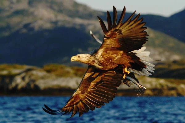 ノルウェー Haliaeetus アマオブネ 魚飛ぶ海 雄大な海ワシ 野生動物シーン以上のワシからだけ取り出されている魚のワシのオジロワシ — ストック写真