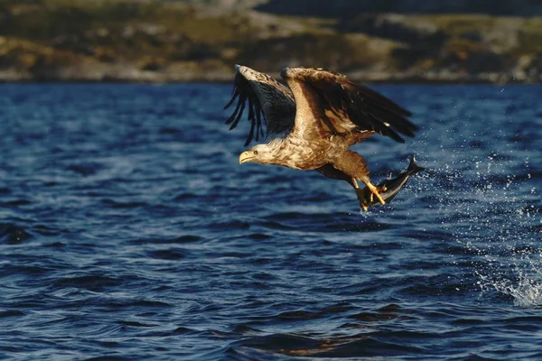 Águila Cola Blanca Vuelo Águila Con Pez Que Acaba Ser — Foto de Stock