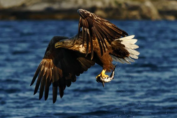 독수리 노르웨이 Haliaeetus Albicilla 장엄한 독수리 물고기 파리와이 글에서에서 물고기 — 스톡 사진