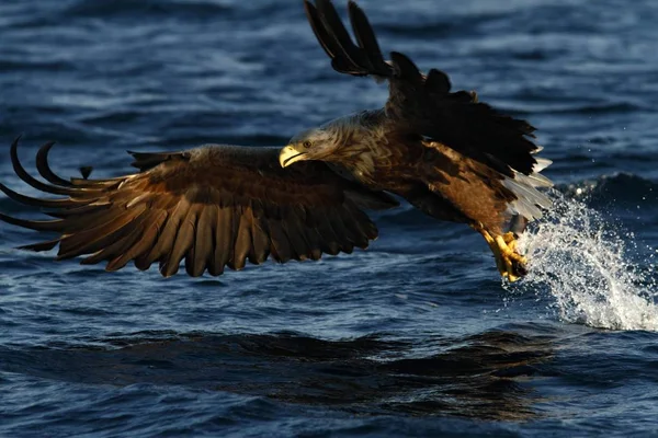 Θαλασσαετός Κατά Την Πτήση Αετός Ένα Ψάρι Που Έχει Μόνο — Φωτογραφία Αρχείου