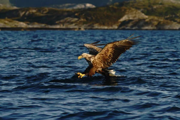 ノルウェー Haliaeetus アマオブネ 野生動物シーン 水面からの魚をキャッチすることを目指して大きな爪を持つ雄大な海ワシから魚をハンティングのフライトでオジロワシ — ストック写真
