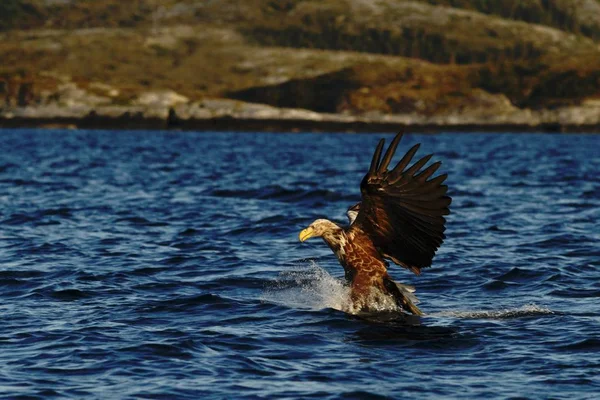 Águila Cola Blanca Vuelo Cazando Peces Del Mar Noruega Haliaeetus — Foto de Stock