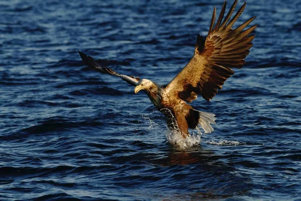 Kuyruklu Kartal Deniz Norveç Haliaeetus Albicilla Yüzeyi Yaban Hayatı Sahne — Stok fotoğraf