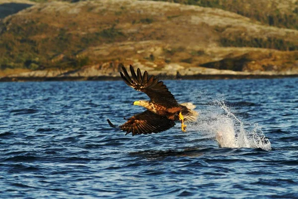 ノルウェー Haliaeetus アマオブネ 魚飛ぶ海 雄大な海ワシ 野生動物シーン以上のワシからだけ取り出されている魚のワシのオジロワシ — ストック写真