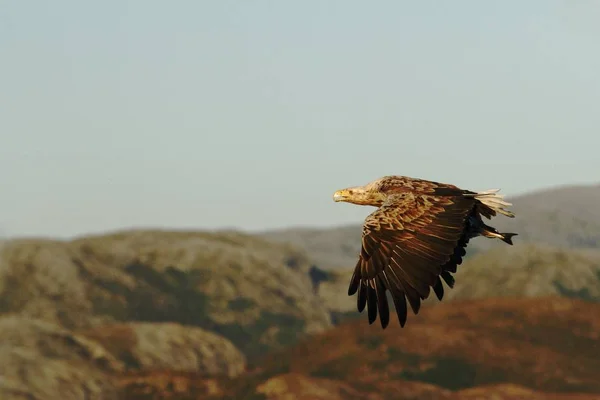 Aigle Queue Blanche Vol Avec Des Poissons Pêchés Mer Norvège — Photo
