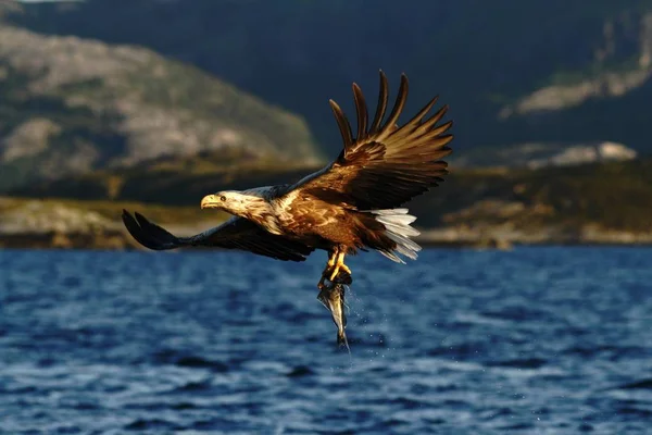 ノルウェー Haliaeetus アマオブネ 魚飛ぶ海 雄大な海ワシ 野生動物シーン以上のワシからだけ取り出されている魚のワシのオジロワシ — ストック写真