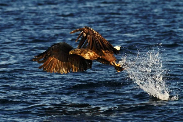 Águila Cola Blanca Vuelo Águila Con Pez Que Acaba Ser —  Fotos de Stock