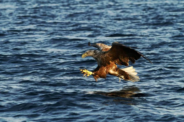 Kuyruklu Kartal Deniz Norveç Haliaeetus Albicilla Yüzeyi Yaban Hayatı Sahne — Stok fotoğraf