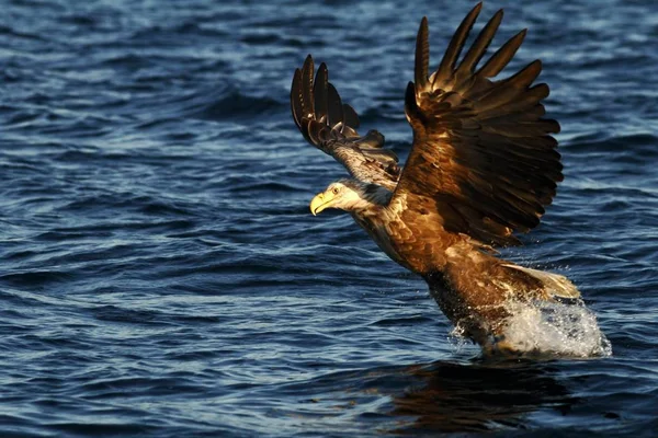 Kuyruklu Kartal Deniz Norveç Haliaeetus Albicilla Yüzeyi Yaban Hayatı Sahne — Stok fotoğraf