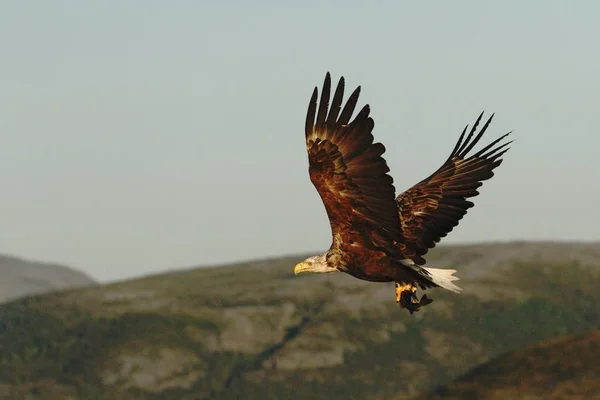 Θαλασσαετός Κατά Την Πτήση Αλιεύονται Ψάρια Από Θάλασσα Νορβηγία Πιο — Φωτογραφία Αρχείου