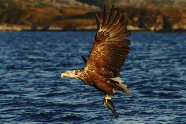 White-tailed eagle in flight, eagle with a fish which has been just plucked from the water, Norway,Haliaeetus albicilla, eagle with a fish flies over a sea, majestic sea eagle, wildlife scene