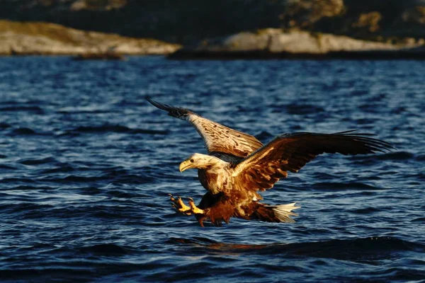 ノルウェー Haliaeetus アマオブネ 野生動物シーン 水面からの魚をキャッチすることを目指して大きな爪を持つ雄大な海ワシから魚をハンティングのフライトでオジロワシ — ストック写真