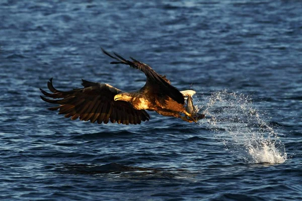 Seeadler Flug Adler Mit Einem Fisch Der Gerade Aus Dem — Stockfoto