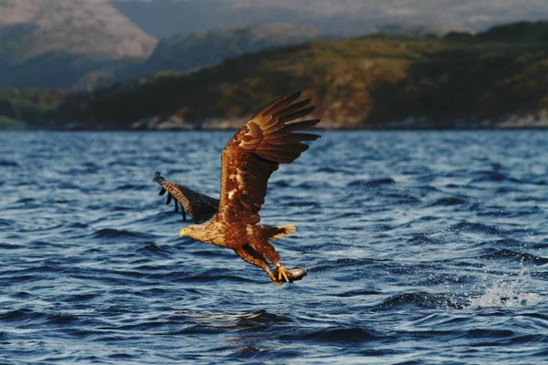 Kuyruklu Kartal Uçuş Sadece Norveç Haliaeetus Albicilla Bir Deniz Görkemli — Stok fotoğraf