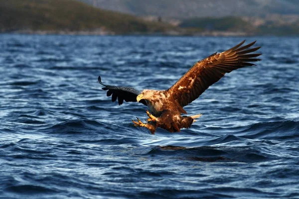 Hvid Halet Ørn Flugt Jagt Fisk Fra Havet Norge Haliaeetus - Stock-foto