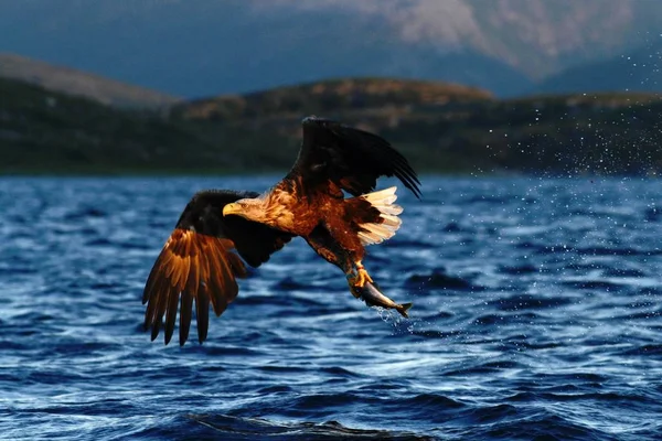 Белохвостый Орел Полете Орел Рыбой Которая Вырвана Воды Норвегия Haliaeetus — стоковое фото